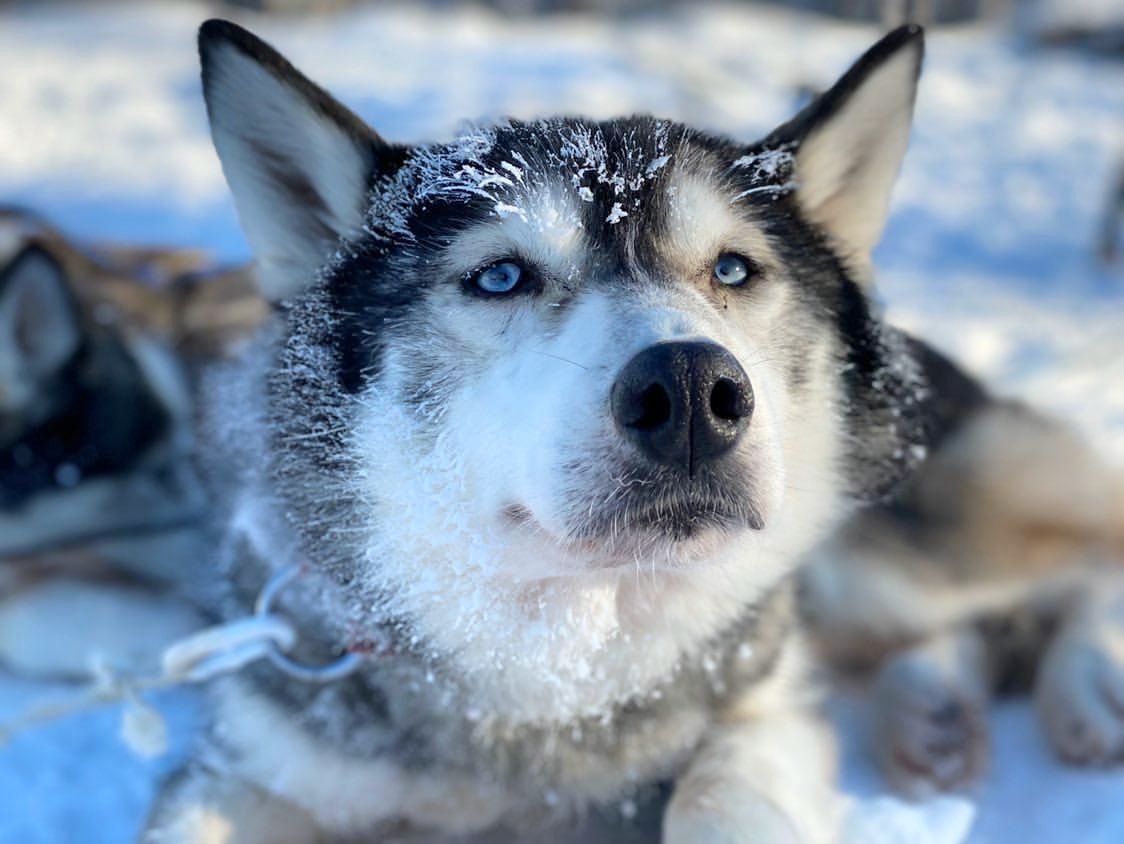 Huskysafari | Arctic Runaway Husky